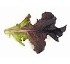 Brotes Baby hoja de roble 