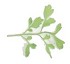 Brotes Pepper grass 