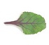 Brotes Red Chard