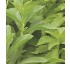 Plantas aromticas Stevia