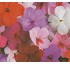 Plantas ornamentales Impatiens Impreza