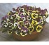 Plantas ornamentales Pensamiento Power