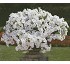 Plantas ornamentales Petunia Tapizante /Colgante