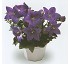 Plantas ornamentales Platycodon