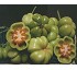 Semillas de tomate tradicionales Diamond Seeds Montserrat (sel. Diamond)