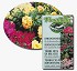 Sustrato para azaleas, rododendros y otras plantas Florabella aficionado