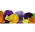 Viola cornuta Syngenta Patiola F1
