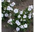 Vinca Syngenta SunStorm