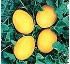 Semillas de Meln amarillo Diamond Seeds Limoncello F1