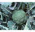 Semillas de Brócoli Diamond Seeds Troll F1 (ISI 14293 F1)