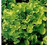 Semillas de lechuga de Hoja de roble verde Diamond Seeds Isira