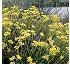 Helichrysum stoechas 
