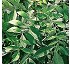Fraxinus angustifolia 