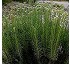Helichrysum picardii 