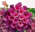 Lantana Camara-hybrida Syngenta Bandana