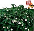 Lantana Camara-hybrida Syngenta Simon
