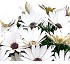 Osteospermum ecklonis Syngenta Tradewinds