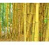 Tutores de bambú 