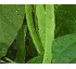 Judas verdes Hortoflor2 Phaseolus vulgaris