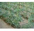 Tomates Hortoflor2 Solanum lycopersicum ó Lycopersicum esculentum