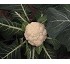 Coliflores Hortoflor2 Brassica oleracea
