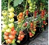 Fertilizantes líquidos simples concentrados Solump
