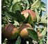 Fertilizantes líquidos inmediatos Epsotop