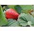Fresas 