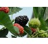 Moras 