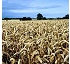 Fertilizantes granulares simples Korn - kali