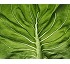 Fertilizantes Yara YaraVita