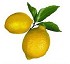 Limones Verna