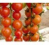 Tomates Cherry Bio Coprohnijar 