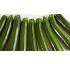 Calabacines Bio Coprohnijar 