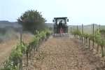 Cultivador Extensible for the vineyard Vila