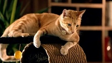 orn to Be Commercial-Purina ONE� True Nature of Cats
