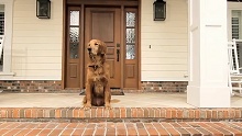 Dual Defense Antioxidants in Purina ONE� SMARTBLEND� Dog Food