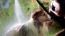 2012 Westminster Dog Show -- Champions -- Purina� Pro Plan�