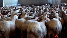 Asegura la rentabilidad de tu granja �te ayudamos!