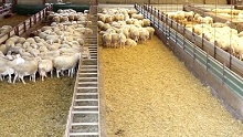 Animales sanos y productivos