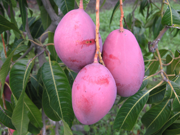 El mango, unos de los temas que se tratarn en Vegetal World
