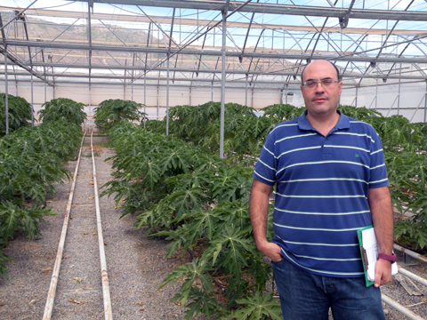 Juan Jos Hueso, coordinador de Fruticultura, en el invernadero dedicado al estudio del cultivo de papaya