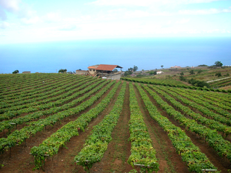 Vistas de los viedos de Bodegas Monje