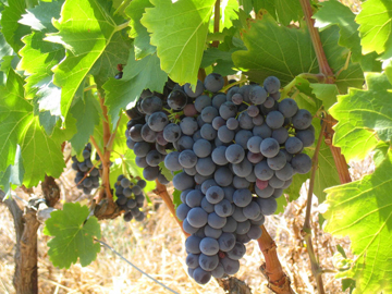 La uva, una de las nueve lneas de otoo que se beneficiara del incremento