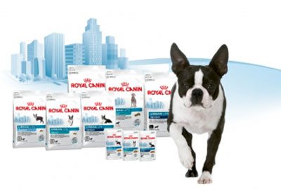 Royal canin 2024 boston terrier