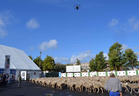 Una de las actividades ms singulares fue la de un dron que gui a un rebao de 1.000 ovejas desde La Arruzafa hasta el Palacio de la Merced...