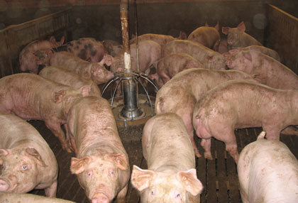 La Salmonella se ha detectaco con mayor frecuencia en carne fresca de pollo y porcino