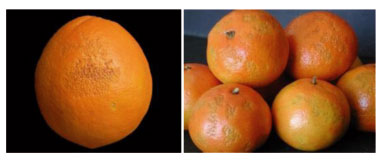 Figura 1: Colapso de la corteza (CC) en frutos de de naranja Navelina (izq.) y mandarina Fallglo (dcha.).