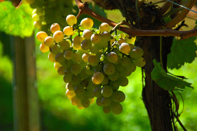La Treixadura es la uva insignia de la D.O. Ribeiro, con su caracterstico color tostado cuando madura