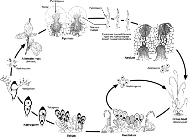 Figura 1. Ciclo biolgico tpico de una roya de cereal heterohecia y macrocclica, como es la de Puccinia striiformis. Fuente: Kolmer JA. 2013...